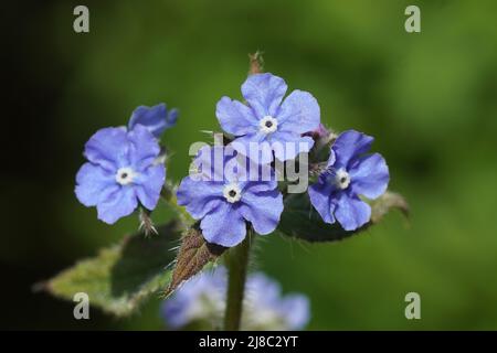 Nahaufnahme der blauen Blüten von grünem Alkanet (Pentaglottis sempervirens), Familie Boraginaceae (Boraginaceae) im Garten. Frühling, Niederlande, Mai Stockfoto