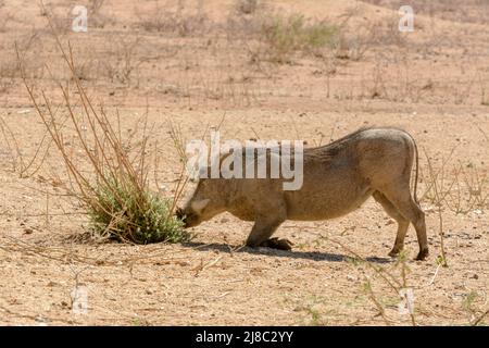 Ein südlicher Warzenschwein (Phacochoerus africanus sundevallii), der zum Essen kniet, Namibia, Südwestafrika Stockfoto