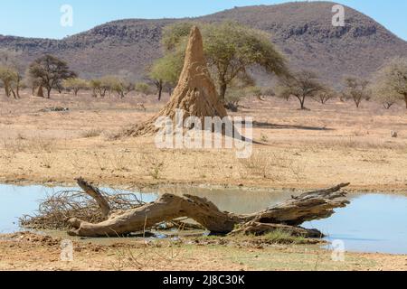 Großer Termitenhügel, Namibia, Südwestafrika Stockfoto