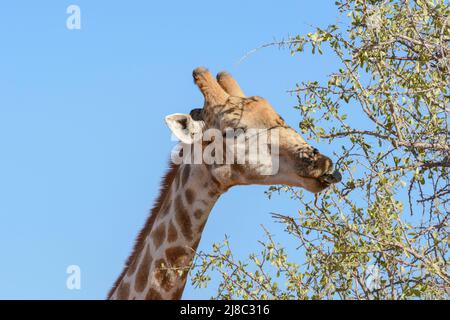 Angolanische Giraffe (Giraffa camelopardalis angolensis oder Giraffa giraffa angolensis), auch bekannt als namibische Giraffe, Namibia, Südwestafrika Stockfoto