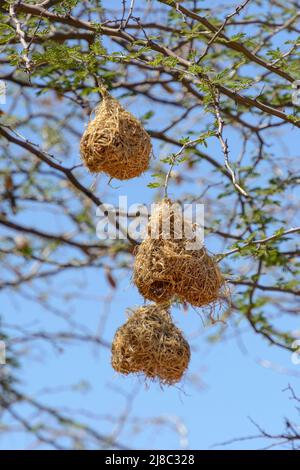 Vogelnester des südlichen maskierten Webervogels (Ploceus velatus), oder des afrikanischen maskierten Webers, Namibia, Südwestafrika Stockfoto