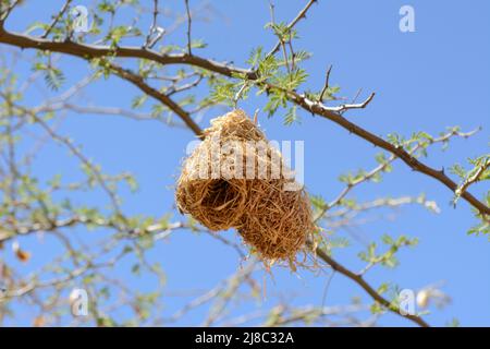 Vogelnester des südlichen maskierten Webervogels (Ploceus velatus), oder des afrikanischen maskierten Webers, Namibia, Südwestafrika Stockfoto