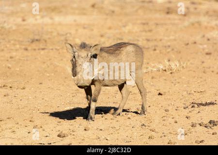 Ein südlicher Warzenschwein (Phacochoerus africanus sundevallii) im Okonjima Nature Reserve (AfriCat Foundation), Otjozondjupa, Namibia, Südwestafrika Stockfoto