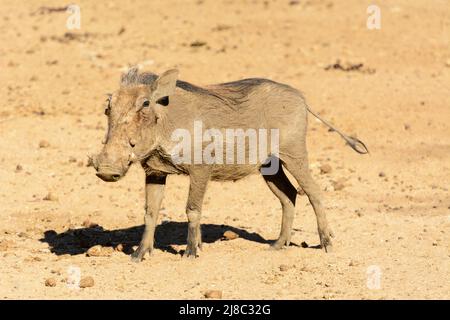 Ein südlicher Warzenschwein (Phacochoerus africanus sundevallii) im Okonjima Nature Reserve (AfriCat Foundation), Otjozondjupa, Namibia, Südwestafrika Stockfoto