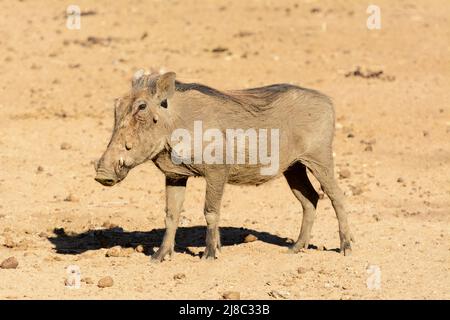 Ein südlicher Warzenschwein (Phacochoerus africanus sundevallii) im Okonjima Nature Reserve (AfriCat Foundation), Otjozondjupa, Namibia, Südwestafrika Stockfoto