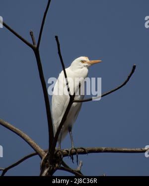 reiher auf einem Baum sitzend Stockfoto