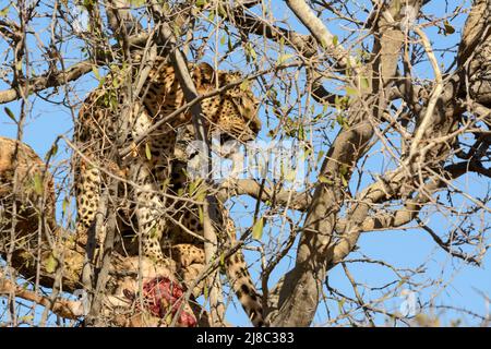 Ein Leopard (Panthera pardus), der auf einem Baum mit einer toten Antilope liegt, Okonjima Nature Reserve (AfriCat Foundation), Otjozondjupa, Namibia, Südafrika Stockfoto