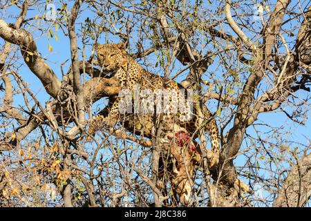 Ein Leopard (Panthera pardus), der auf einem Baum mit einer toten Antilope liegt, Okonjima Nature Reserve (AfriCat Foundation), Otjozondjupa, Namibia, Südafrika Stockfoto