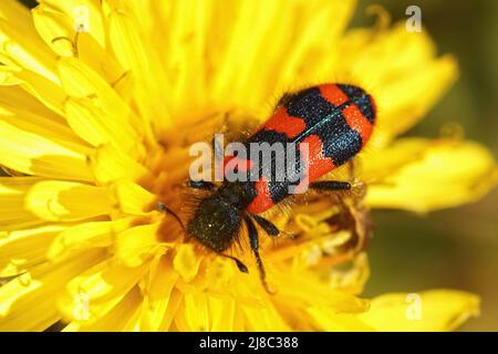 Der bunte Bienenstockkäfer, Trichodes alvearius, Parasiten im Nest von einsamen Bienen Stockfoto