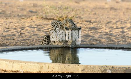 Ein Leopard (Panthera pardus), der Wasser an einem Wasserloch trinkt, Okonjima Nature Reserve (AfriCat Foundation), Otjozondjupa, Namibia, Südwestafrika Stockfoto