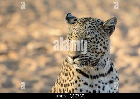 Nahaufnahme eines Leoparden (Panthera pardus) im Okonjima Nature Reserve (AfriCat Foundation), Otjozondjupa, Namibia, Südwestafrika Stockfoto