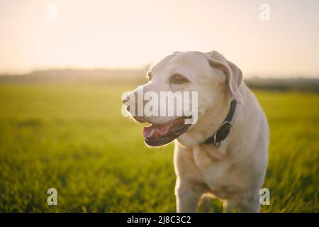 Porträt eines alten Hundes bei Sonnenuntergang. Nahaufnahme von labrador Retriever auf der Wiese. Stockfoto