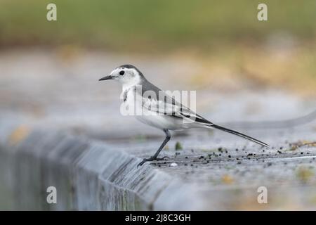 Nahaufnahme einer schwarzen Bachstelze während der Frühjahrszeit an einem sonnigen Tag Stockfoto