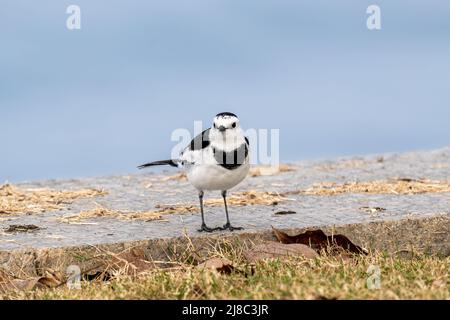 Nahaufnahme einer schwarzen Bachstelze während der Frühjahrszeit an einem sonnigen Tag Stockfoto