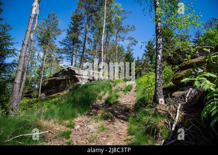Erlebnisweg Heinrichs, ein Wanderweg im Waldgebiet - im Wald Stockfoto