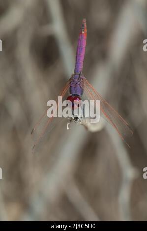 Männlicher violetter Wasserfallflügel Trithemis annulata. Nationalpark Langue de Barbarie. Saint-Louis. Senegal. Stockfoto