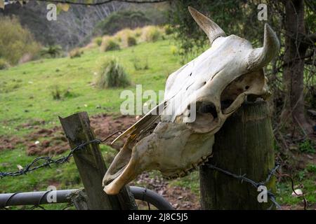 Schädel einer Kuh auf einem Zaunpfosten, Moeawatea, Taranaki, Nordinsel, Neuseeland Stockfoto