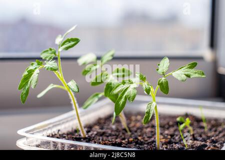 Tomatensämlinge vor dem Einpflanzen in den Boden. Zerbrechliche junge Pflanzen Stockfoto