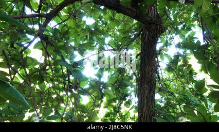 Vogelkalk - Cordia sebestena Boraginaceae Stockfoto