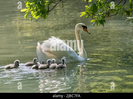 Mute Swan Cygnus olor, mit Cygnets schwimmen im Fluss Ver, St. Albans UK Stockfoto