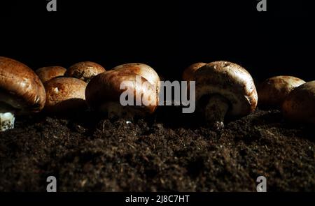 Anbau von braunen Champignons Pilze in der Farm. Stockfoto