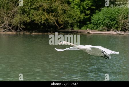 Stummer Schwan im Flug, St. Albans, Hertfordshire, Großbritannien Stockfoto