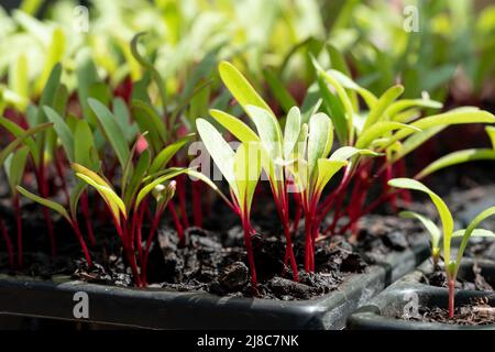 „Boston“-Beetroot-Sämlinge mit grünen Blättern und roten Stielen, die in einem Gewächshaus bei RHS Wisley, Surrey, Großbritannien, wachsen Stockfoto