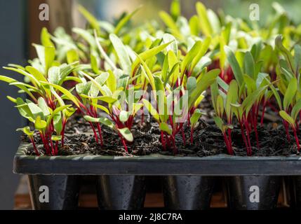 „Boston“-Beetroot-Sämlinge mit grünen Blättern und roten Stielen, die in einem Gewächshaus bei RHS Wisley, Surrey, Großbritannien, wachsen Stockfoto