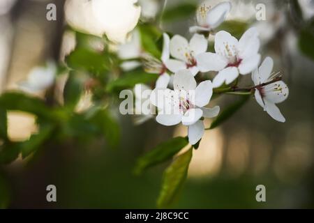 Schöner Hintergrund von wilden Pflaumenblüten. Nahaufnahme-Makro. Einzelpunktfokus Stockfoto