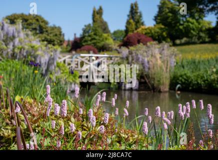 Blass rosa Bistort blüht am Bach im Garten von RHS Wisley in Surrey, Großbritannien. Brücke mit wisterialen Blumen hinter bedeckt. Stockfoto