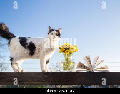 Blumenstrauß aus blühendem Dandelion in einer Vase, offene Bücher und eine heimische schwarz-weiße Katze, die auf einem Holzgeländer gegen den Himmel steht. Entspannen Sie sich im Hotel Stockfoto