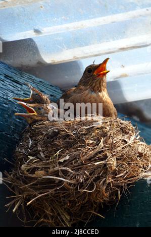 Weibliche Amsel (Turdus merula) mit Küken im Nest, Hessen, Deutschland. Stockfoto