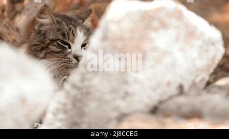 Katze zeigt nur Kopf hinter weißen Steinen Stockfoto