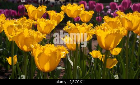 Umsäumte gelbe Tulpen Stockfoto