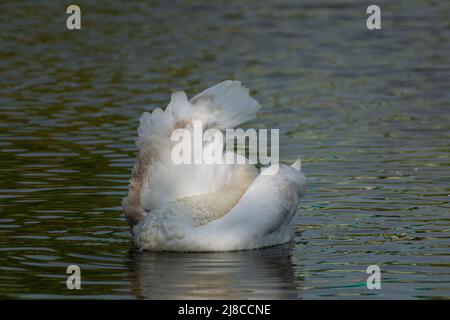 Der junge stute Schwan Cygnet reinigt seine Flügel. Schwan stumm in einer bizarren Form. Stockfoto