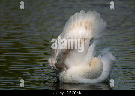 Der junge stute Schwan Cygnet reinigt seine Flügel. Schwan stumm in einer bizarren Form. Stockfoto