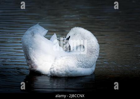 Der junge stute Schwan Cygnet reinigt seine Flügel. Schwan stumm in einer bizarren Form. Fotobearbeitung in Blautönen Stockfoto