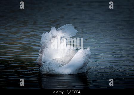 Der junge stute Schwan Cygnet reinigt seine Flügel. Schwan stumm in einer bizarren Form. Fotobearbeitung in Blautönen Stockfoto