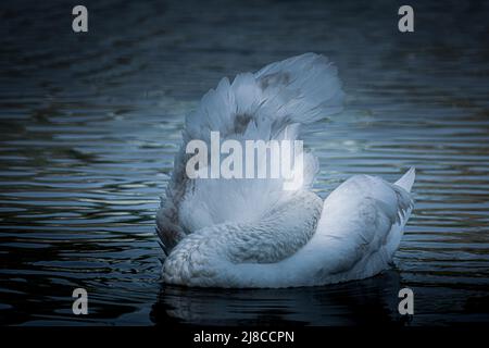 Der junge stute Schwan Cygnet reinigt seine Flügel. Schwan stumm in einer bizarren Form. Fotobearbeitung in Blautönen Stockfoto