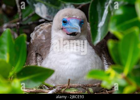 Eucador; Galapagos; Genovesa Island aka Tower. rotfußbody (Sula sula websteri) auf Nest. Stockfoto