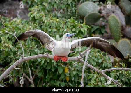 Ecuador; Galapagos; Genovesa Island aka Tower. Rotfußbooby (Sula sula websteri), weiße Phase. Stockfoto