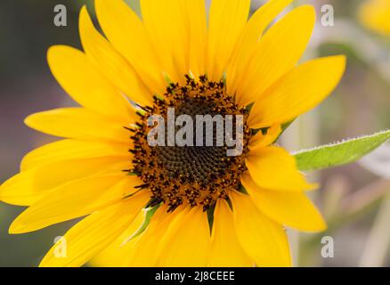 Nahaufnahme einer gelben Sonnenblume hellanthus annuus mit Blütenblättern und Stigma im Garten Stockfoto