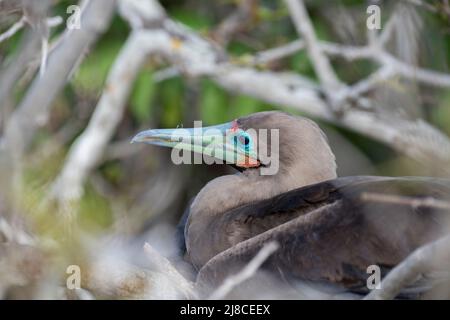 Ecuador, Galapagos, Genovesa (aka Tower) Island, Prinz Phillips Treppe. Gesichtsdetails mit rotfeinem Booby (Sula sula websteri). Stockfoto