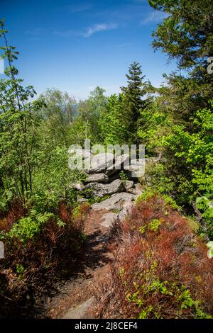 Erlebnisweg Heinrichs, ein Wanderweg im Waldgebiet - am Mandelstein Stockfoto