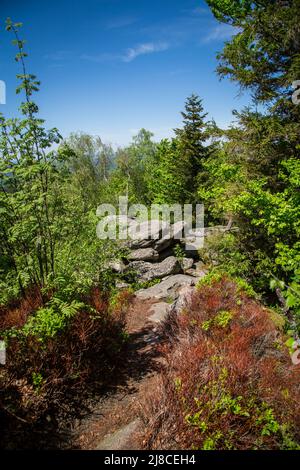 Erlebnisweg Heinrichs, ein Wanderweg im Waldgebiet - am Mandelstein Stockfoto