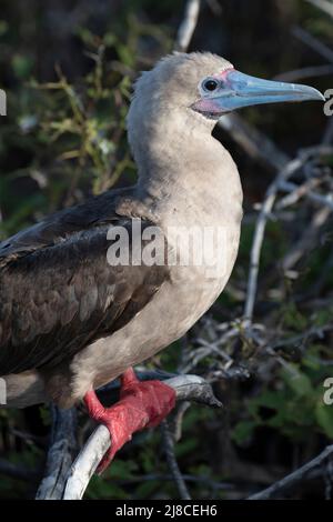 Ecuador, Galapagos, Genovesa (aka Tower) Island, Prinz Phillips Treppe. Rotfußbooby (Sula sula websteri) Stockfoto