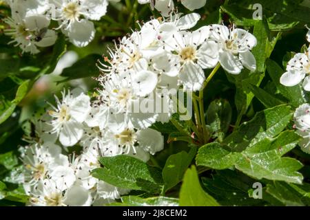 Nahaufnahme der weißen Weißdornblüten im Frühsommer (Crataegus monogyna) Stockfoto