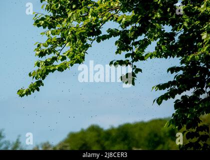 Hunderte von schwebenden Fliegen, Mücken, Mücken im Schatten einer Buche, blauer Himmel Hintergrund Stockfoto