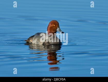 Rotschopf (Aythya americana) Plumas County California USA Stockfoto