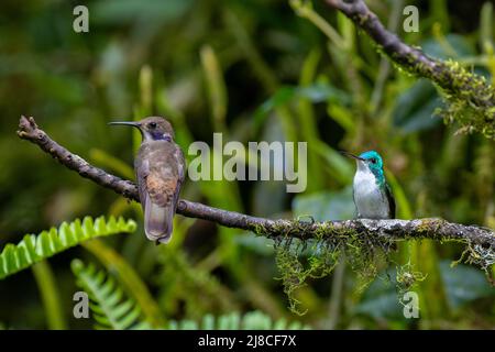 Ecuador, Tandayapa Valley, Alambi Reserve. Brauner Veilchen-Kolibri, links (Colibri delphinae) und Andensmaragd (Uranomitra franciae) M auf der rechten Seite. Stockfoto